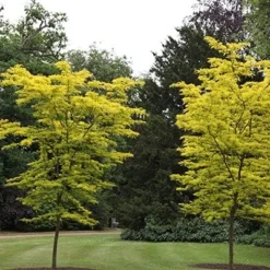 Gleditsia Triacanthos F. Inermis 'Sunburst' -Deals Green4Ever Store tr0000004573 card3 lg