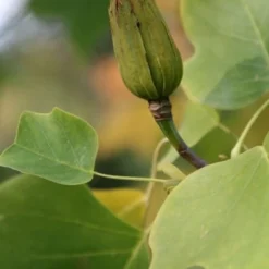 Liriodendron Tulipifera -Deals Green4Ever Store tr0000004577 card5 lg