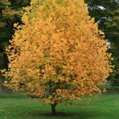 Liriodendron Tulipifera -Deals Green4Ever Store tr0000004577 card7 lg