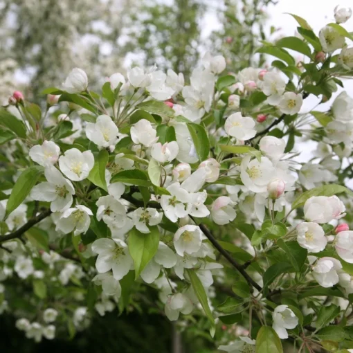 Malus 'Evereste' -Deals Green4Ever Store tr0000004583