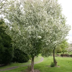 Malus 'Evereste' -Deals Green4Ever Store tr0000004583 card2 lg