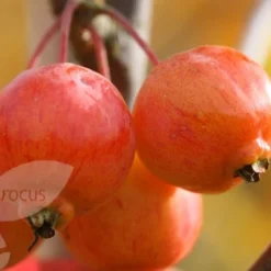 Malus 'Evereste' -Deals Green4Ever Store tr0000004583 card4 lg