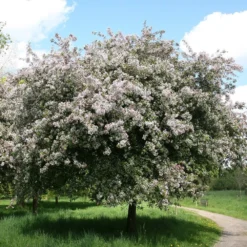 Malus × Floribunda -Deals Green4Ever Store tr0000004584 card2 lg