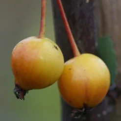 Malus × Floribunda -Deals Green4Ever Store tr0000004584 card3 lg