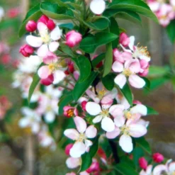 Malus × Zumi 'Golden Hornet' -Deals Green4Ever Store tr0000004585 card3 lg