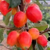 Malus 'John Downie'