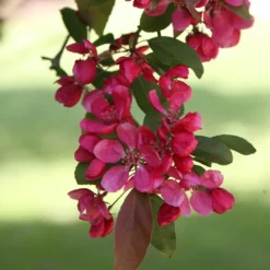 Malus × Moerlandsii 'Profusion Improved' -Deals Green4Ever Store tr0000004592 card3 lg