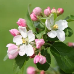 Malus × Robusta 'Red Sentinel' -Deals Green4Ever Store tr0000004594 card3 lg