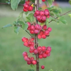 Malus × Robusta 'Red Sentinel' -Deals Green4Ever Store tr0000004594 card4 lg