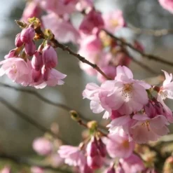 Prunus 'Accolade' -Deals Green4Ever Store tr0000004619 card4 lg