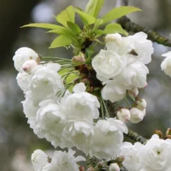 Prunus Avium 'Plena'