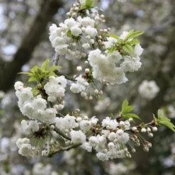 Prunus Avium 'Plena' -Deals Green4Ever Store tr0000004622 card3 lg