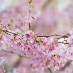 Prunus × Incam 'Okamé' -Deals Green4Ever Store tr0000004630 card2 lg