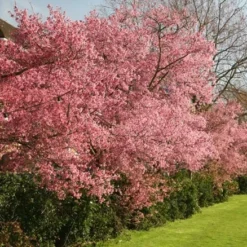 Prunus × Incam 'Okamé' -Deals Green4Ever Store tr0000004630 card3 lg