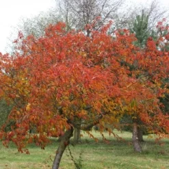 Prunus × Incam 'Okamé' -Deals Green4Ever Store tr0000004630 card4 lg