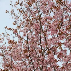 Prunus Sargentii -Deals Green4Ever Store tr0000004638 card4 lg