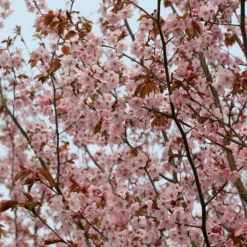 Prunus Sargentii -Deals Green4Ever Store tr0000004638 card5 lg