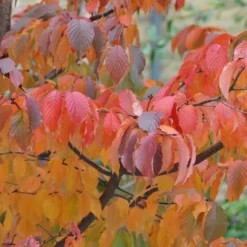 Prunus Serrula -Deals Green4Ever Store tr0000004639 card4 lg