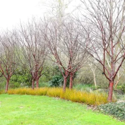 Prunus Serrula -Deals Green4Ever Store tr0000004639 card5 lg