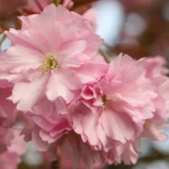 Prunus 'Kanzan' -Deals Green4Ever Store tr0000004641 card3 lg