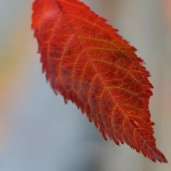 Prunus 'Kiku-shidare-zakura' -Deals Green4Ever Store tr0000004643 card3 lg