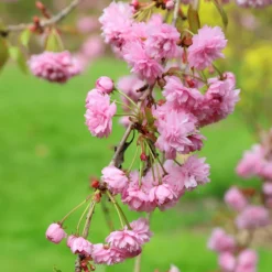 Prunus 'Kiku-shidare-zakura' -Deals Green4Ever Store tr0000004643 card5 lg