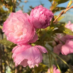 Prunus 'Pink Perfection' -Deals Green4Ever Store tr0000004644 card3 lg