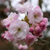 Prunus 'Fugenzō'