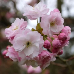 Prunus 'Fugenzō'