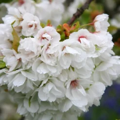 Prunus 'Shirotae' -Deals Green4Ever Store tr0000004646 card3 lg