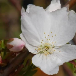 Prunus 'Tai-haku' -Deals Green4Ever Store tr0000004647 card4 lg