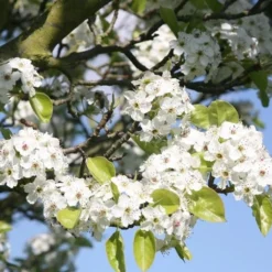 Pyrus Calleryana 'Chanticleer' -Deals Green4Ever Store tr0000004667 card3 lg