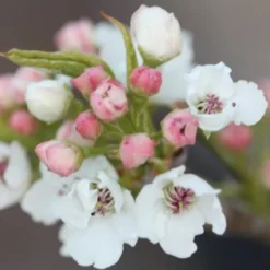 Pyrus Calleryana 'Chanticleer' -Deals Green4Ever Store tr0000004667 card4 lg