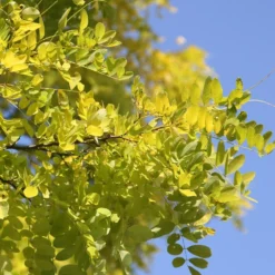 Robinia Pseudoacacia 'Frisia' -Deals Green4Ever Store tr0000004687 card4 lg