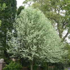 Sorbus Aria 'Lutescens' -Deals Green4Ever Store tr0000004716 card2 lg