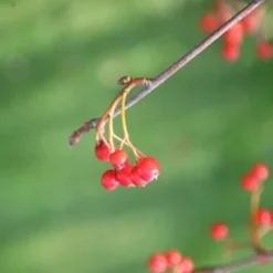 Sorbus Aria 'Lutescens' -Deals Green4Ever Store tr0000004716 card4 lg