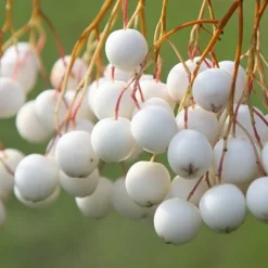 Sorbus Cashmiriana 'Hedl.' -Deals Green4Ever Store tr0000004726 card2 lg