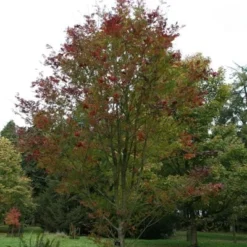 Sorbus Commixta 'Embley' -Deals Green4Ever Store tr0000004728 card2 lg