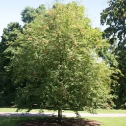 Sorbus Ulleungensis 'Olympic Flame' -Deals Green4Ever Store tr0000004729 card2 lg