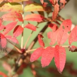 Sorbus Ulleungensis 'Olympic Flame' -Deals Green4Ever Store tr0000004729 card3 lg