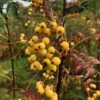 Sorbus 'Joseph Rock'