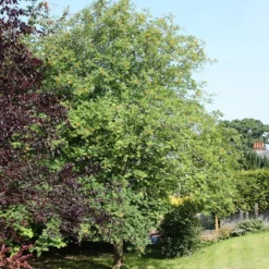 Sorbus 'Joseph Rock' -Deals Green4Ever Store tr0000004734 card2 lg