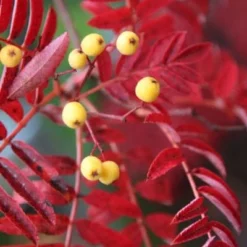 Sorbus 'Joseph Rock' -Deals Green4Ever Store tr0000004734 card3 lg