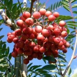 Sorbus Vilmorinii -Deals Green4Ever Store tr0000004742 card3 lg