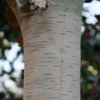 Betula Utilis Subsp. Jacquemontii 'Grayswood Ghost'