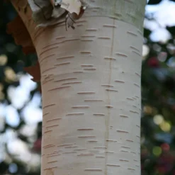 Betula Utilis Subsp. Jacquemontii 'Grayswood Ghost'