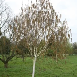 Betula Utilis Subsp. Jacquemontii 'Grayswood Ghost' -Deals Green4Ever Store tr0000078429 card3 lg