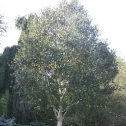 Betula Utilis Subsp. Jacquemontii 'Grayswood Ghost' -Deals Green4Ever Store tr0000078429 card4 lg