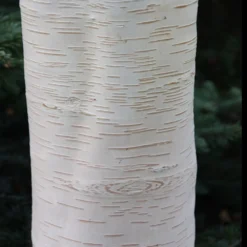 Betula Utilis Subsp. Jacquemontii 'Grayswood Ghost' -Deals Green4Ever Store tr0000078429 card5 lg