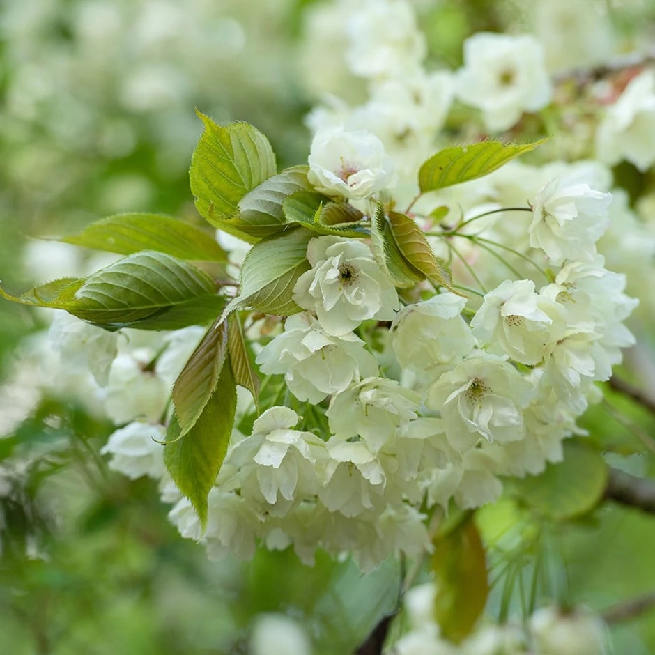 Prunus 'Ukon' 1 Prunus 'Ukon'